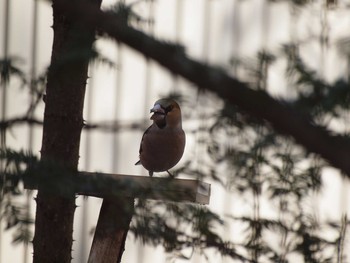 Hawfinch 軽井沢町 Sat, 3/20/2021