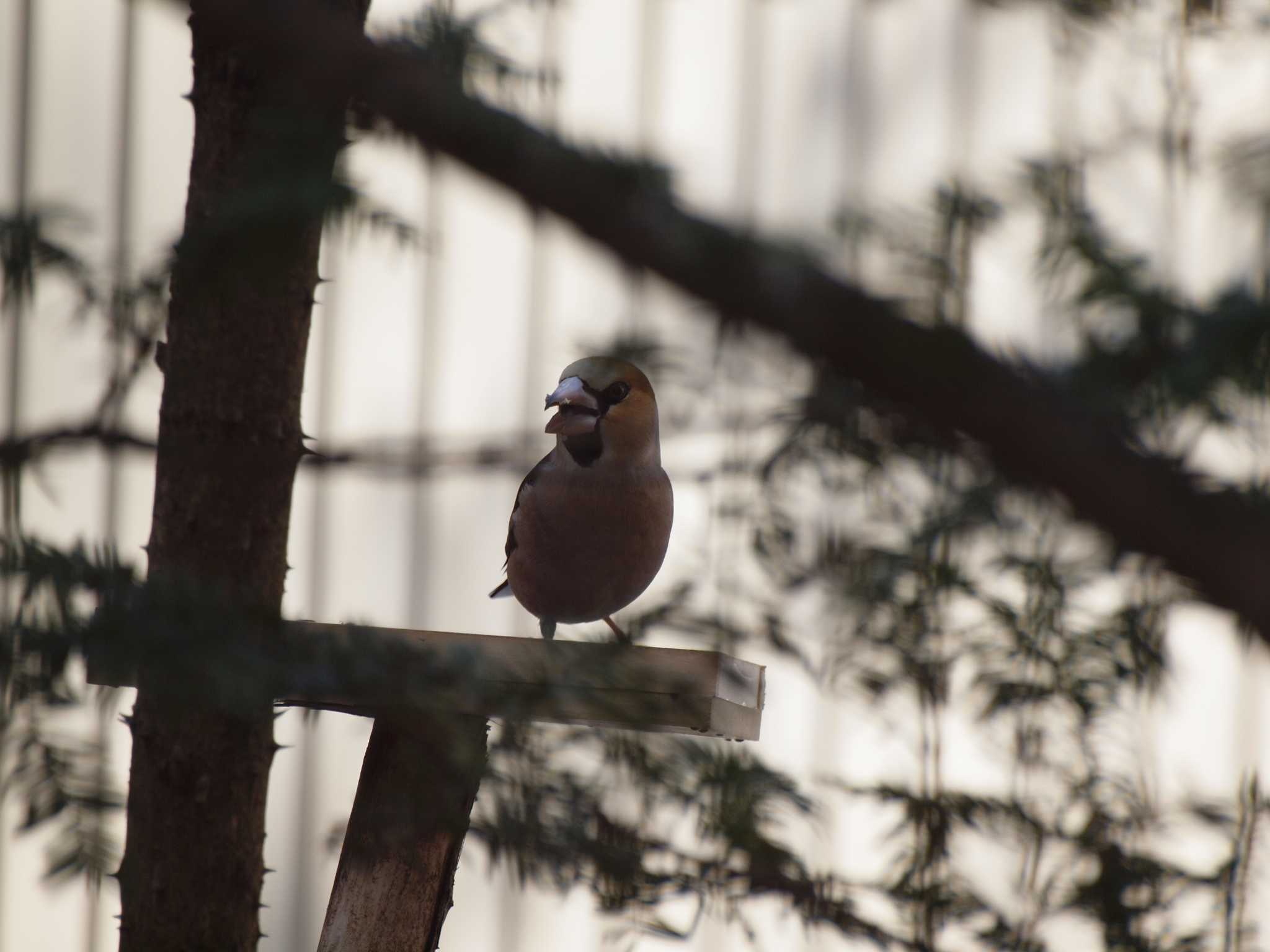 Photo of Hawfinch at 軽井沢町 by アカウント6488