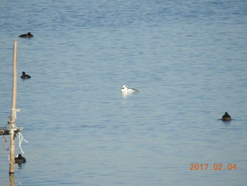 ミコアイサ 千葉県　印旛沼 2017年2月4日(土)