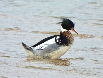 2021年3月20日(土) 安濃川河口の野鳥観察記録