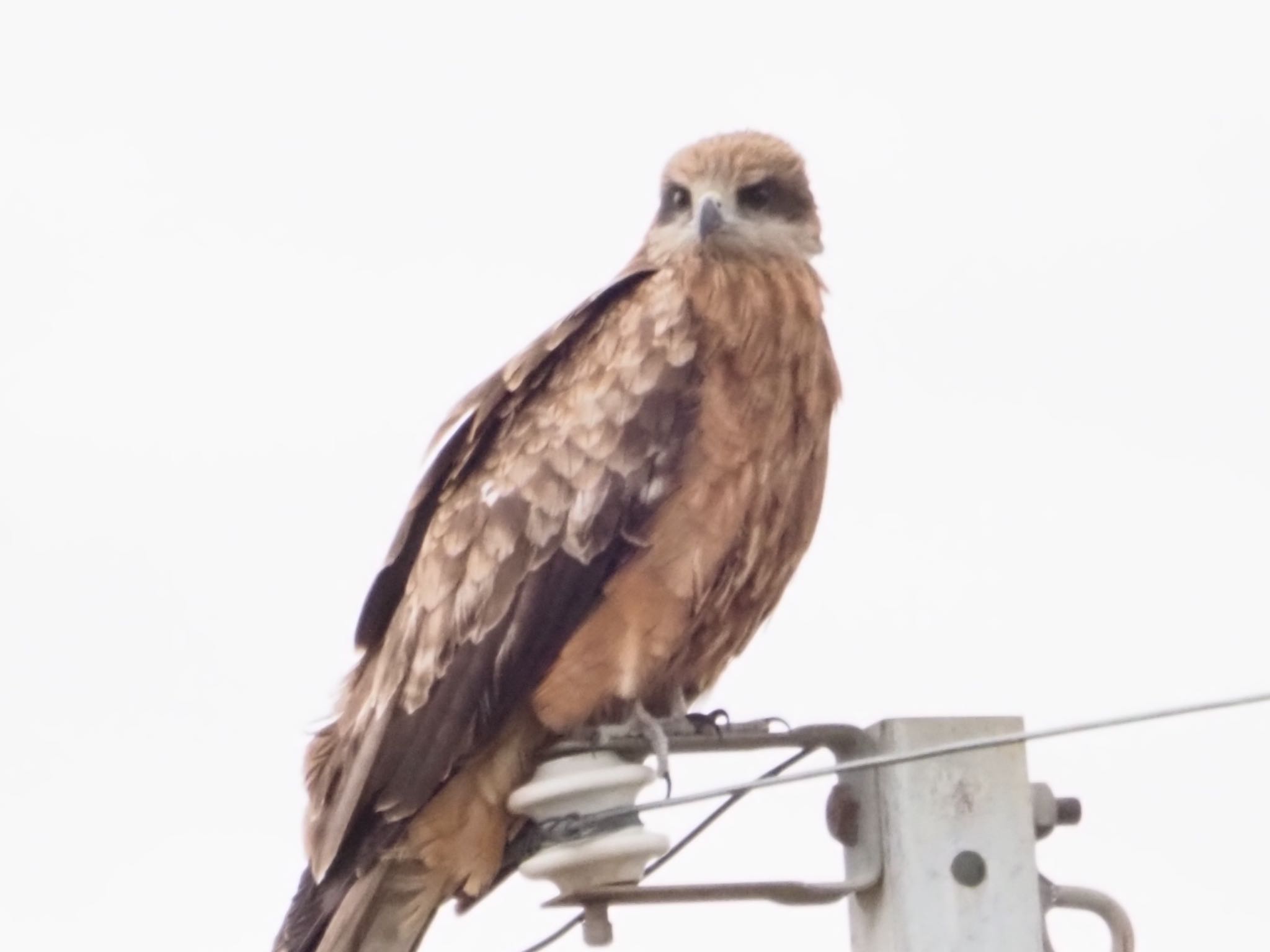 Photo of Eastern Buzzard at 稲美町加古大池 by まさ