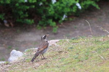 Sat, 3/20/2021 Birding report at 夙川河川敷緑地(夙川公園)