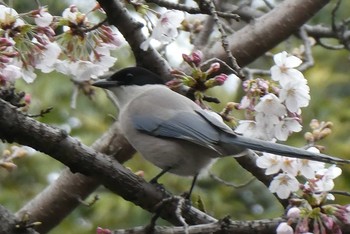 オナガ 北区立名主の滝公園 2021年3月20日(土)