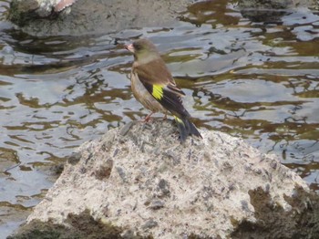 2021年3月20日(土) 境川(境橋付近)の野鳥観察記録