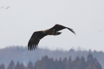 未同定 青森県廻堰大ため池 2021年3月20日(土)