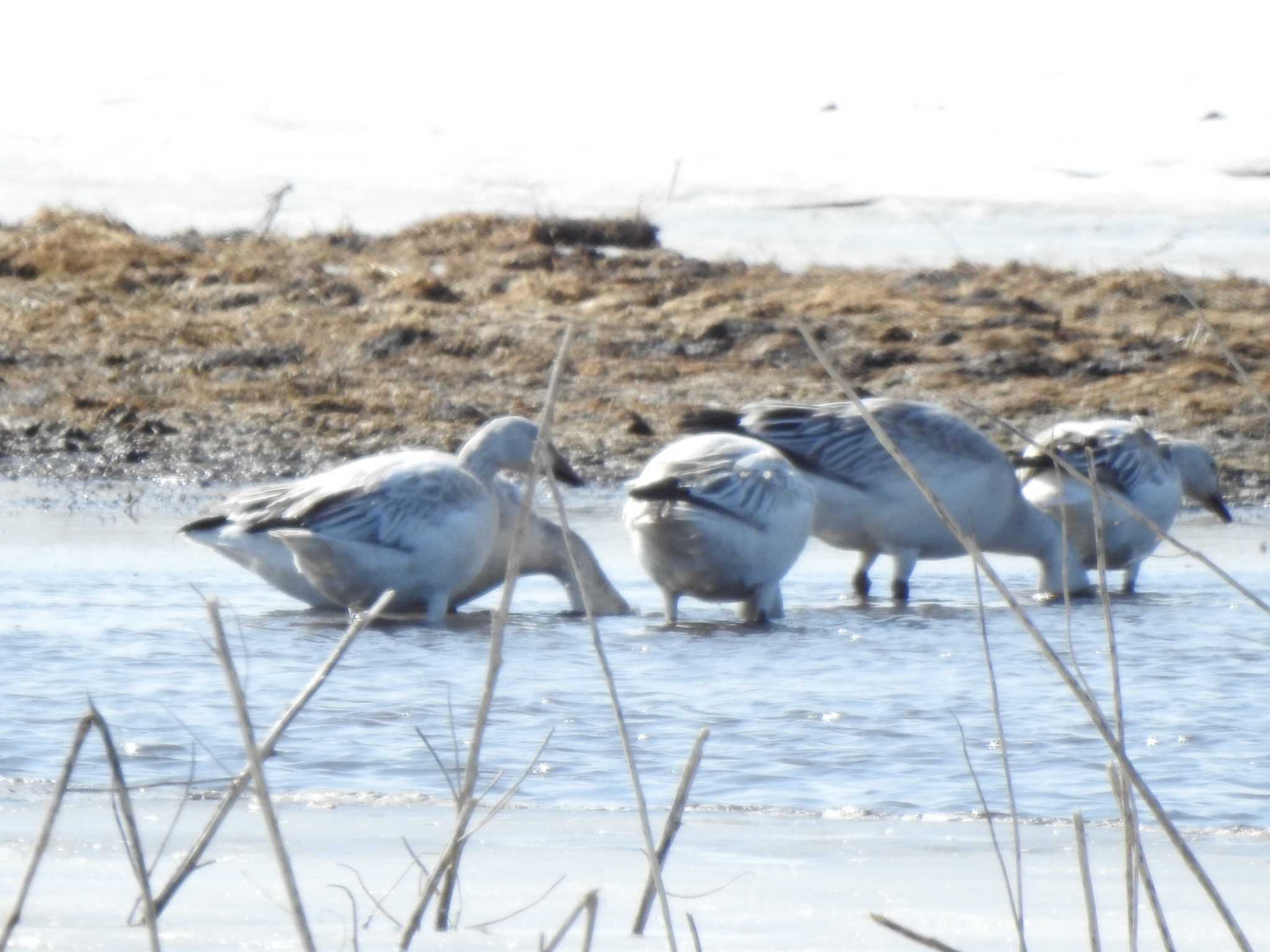 Snow Goose