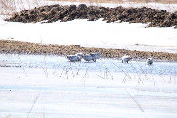 Snow Goose 十勝地方 十勝川河口周辺 Wed, 3/17/2021