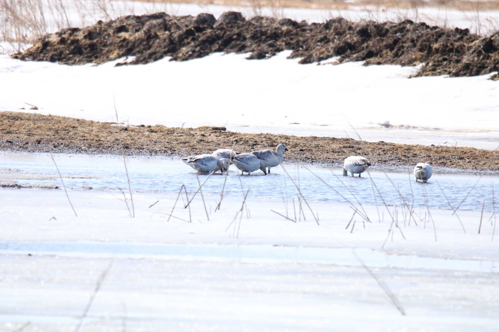 Snow Goose