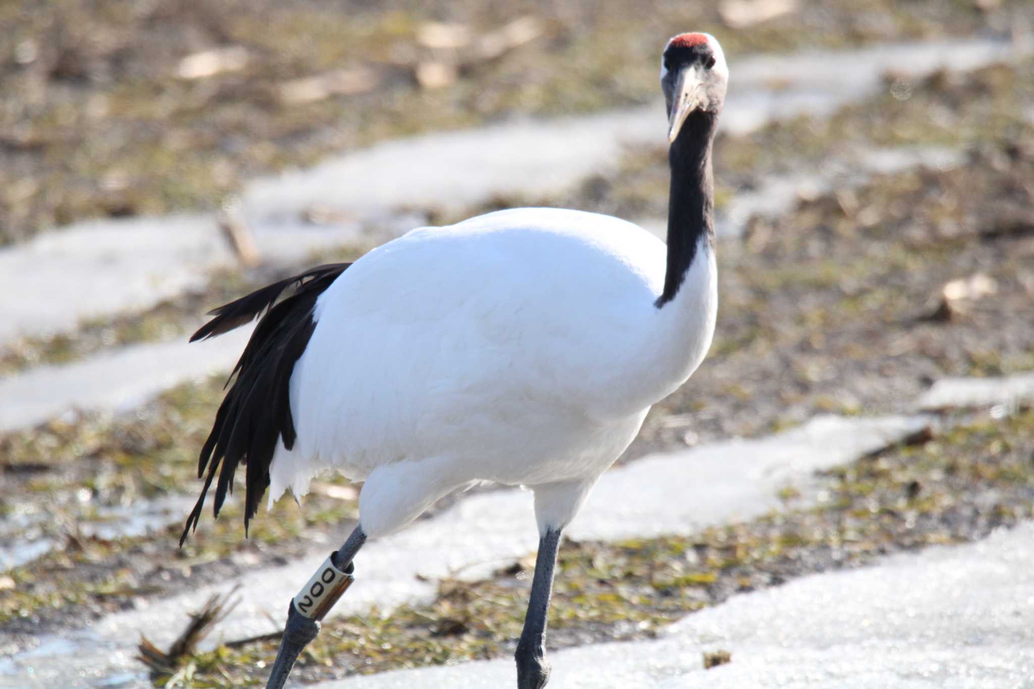 Red-crowned Crane