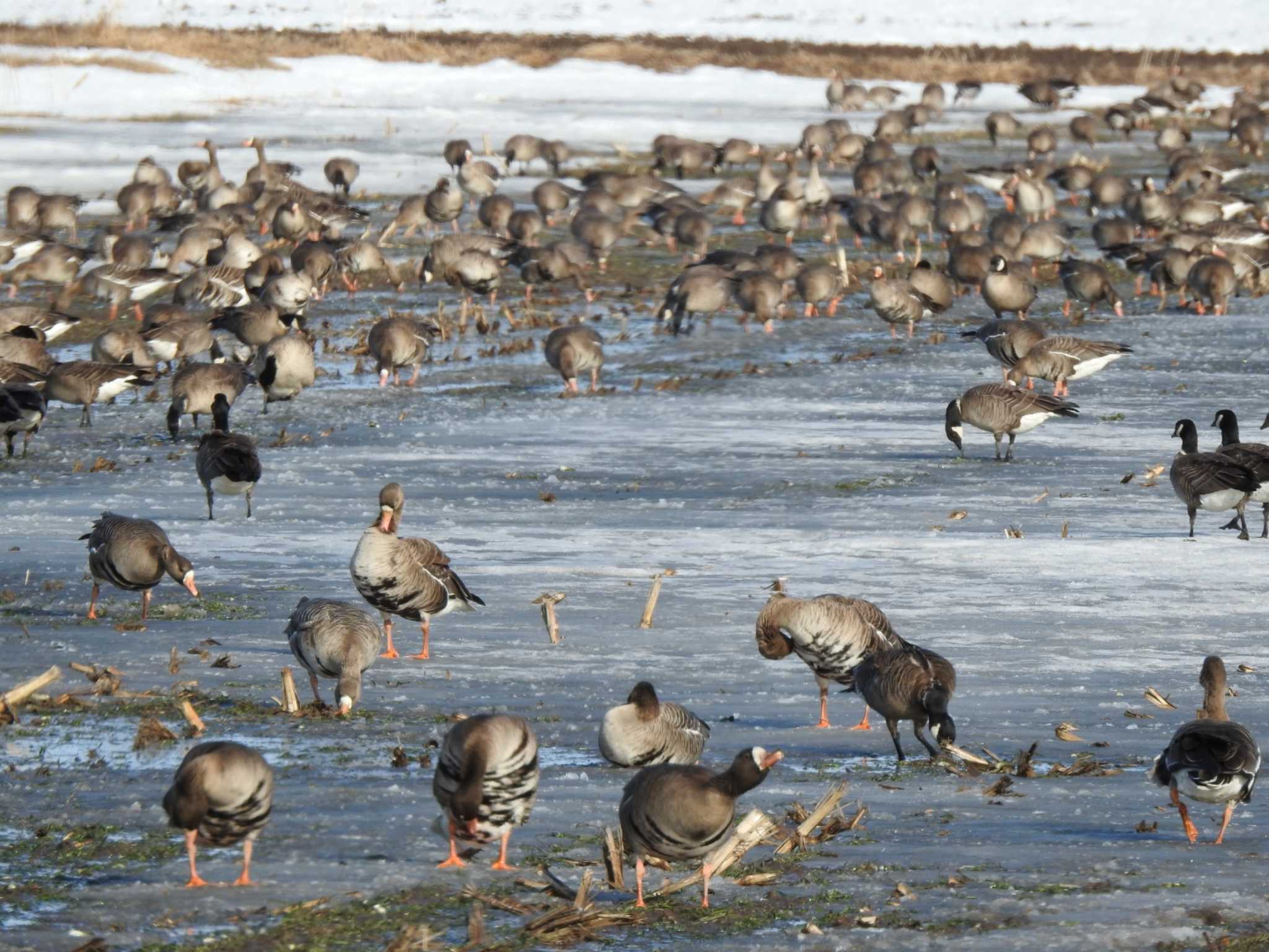 Greater White-fronted Goose