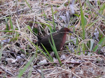 Ruddy-breasted Crake 愛知県 Sun, 2/5/2017