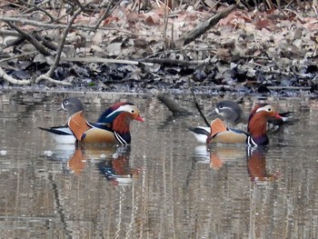 Mandarin Duck 愛知県 Sun, 2/5/2017