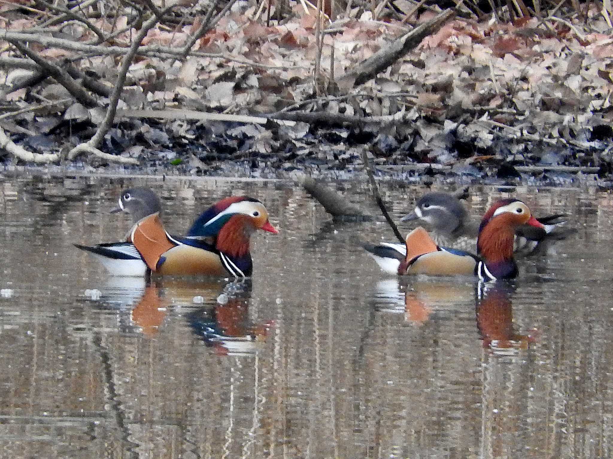 Photo of Mandarin Duck at 愛知県 by ももの助