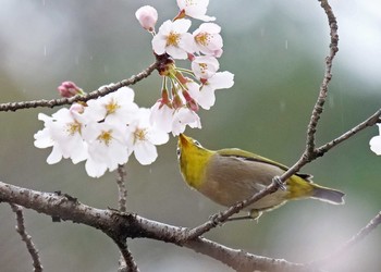 メジロ 稲荷山公園 2021年3月20日(土)