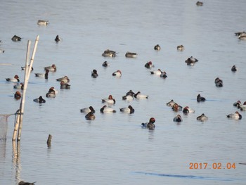 ホシハジロ 千葉県　印旛沼 2017年2月4日(土)