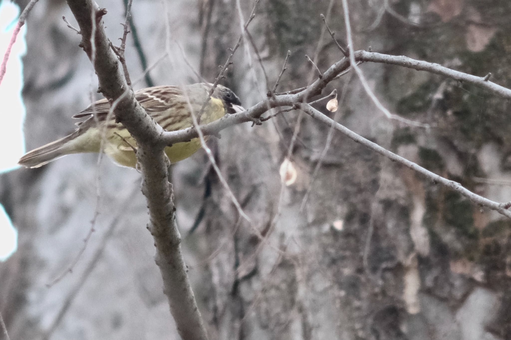 Masked Bunting