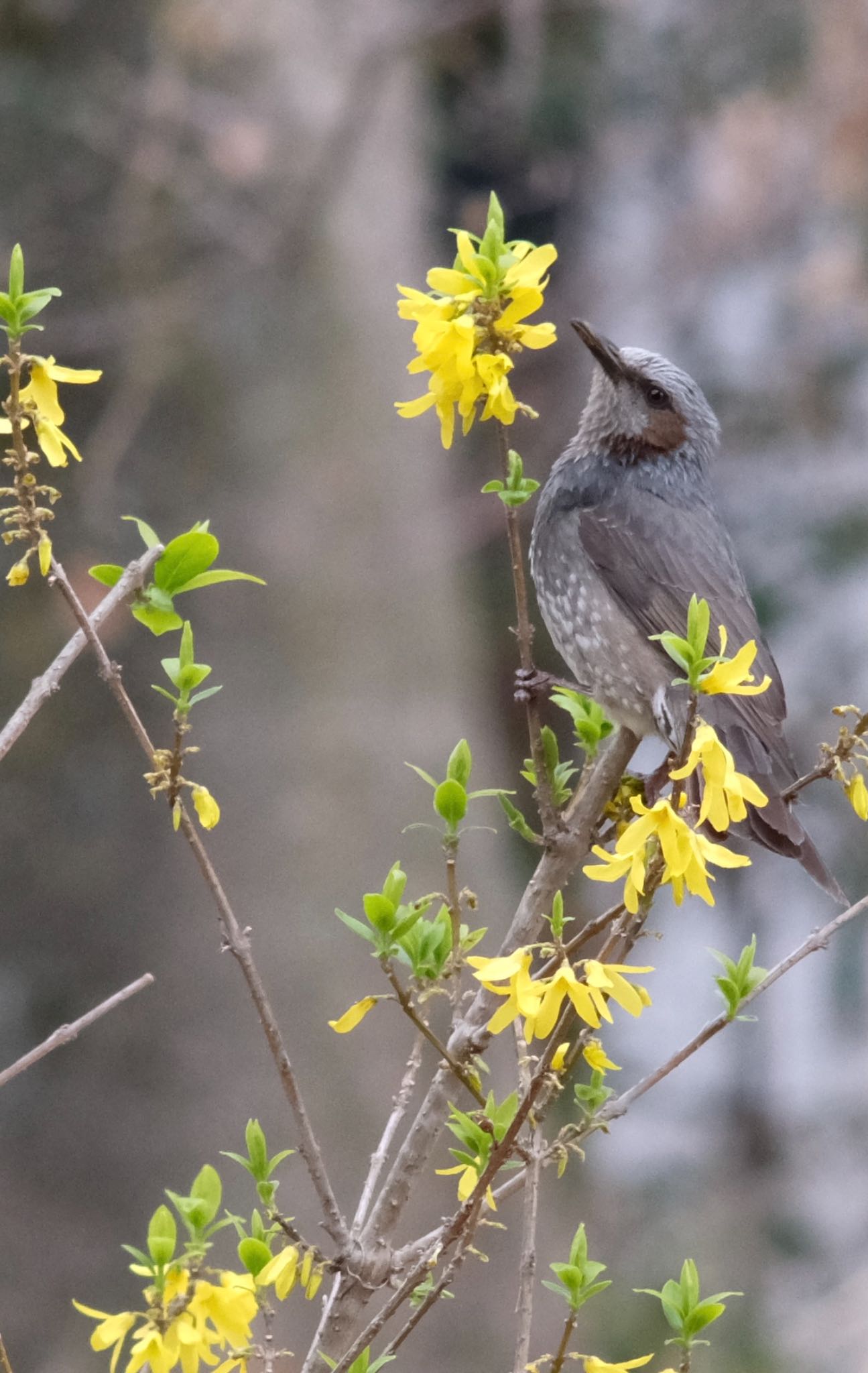 Brown-eared Bulbul