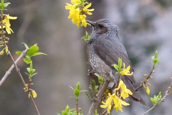 Sat, 3/20/2021 Birding report at 野川公園