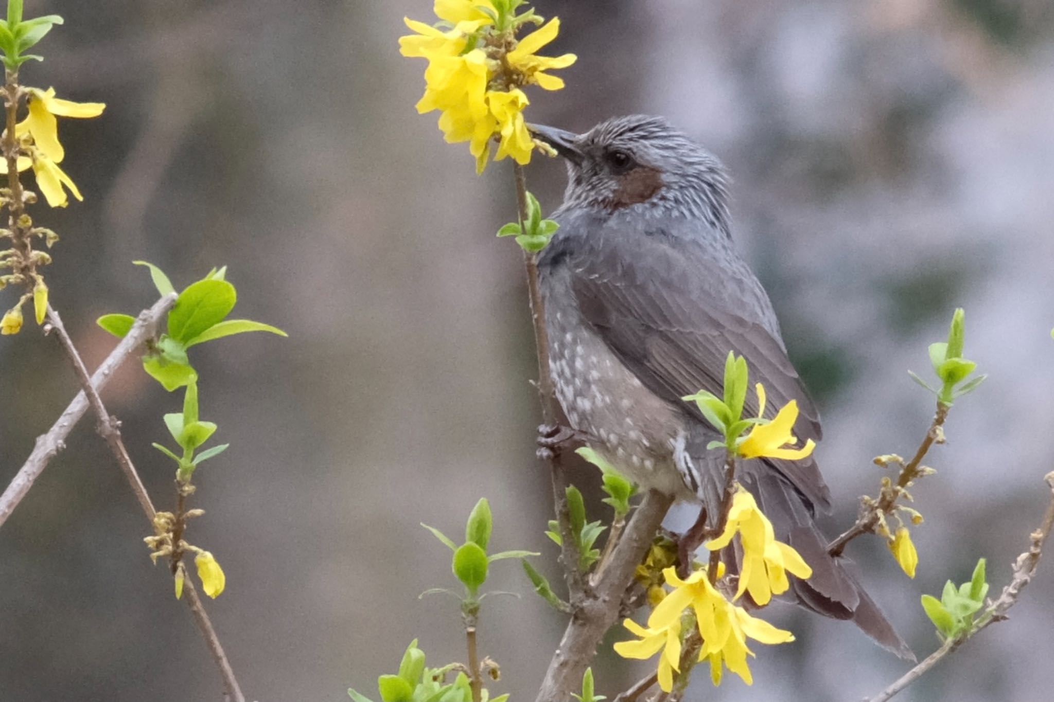 Brown-eared Bulbul