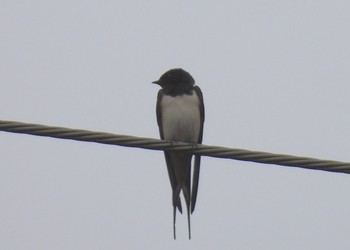 Barn Swallow 横浜市旭区 Sat, 3/20/2021