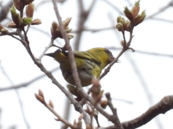 Eurasian Siskin 横浜市旭区 Sat, 3/20/2021