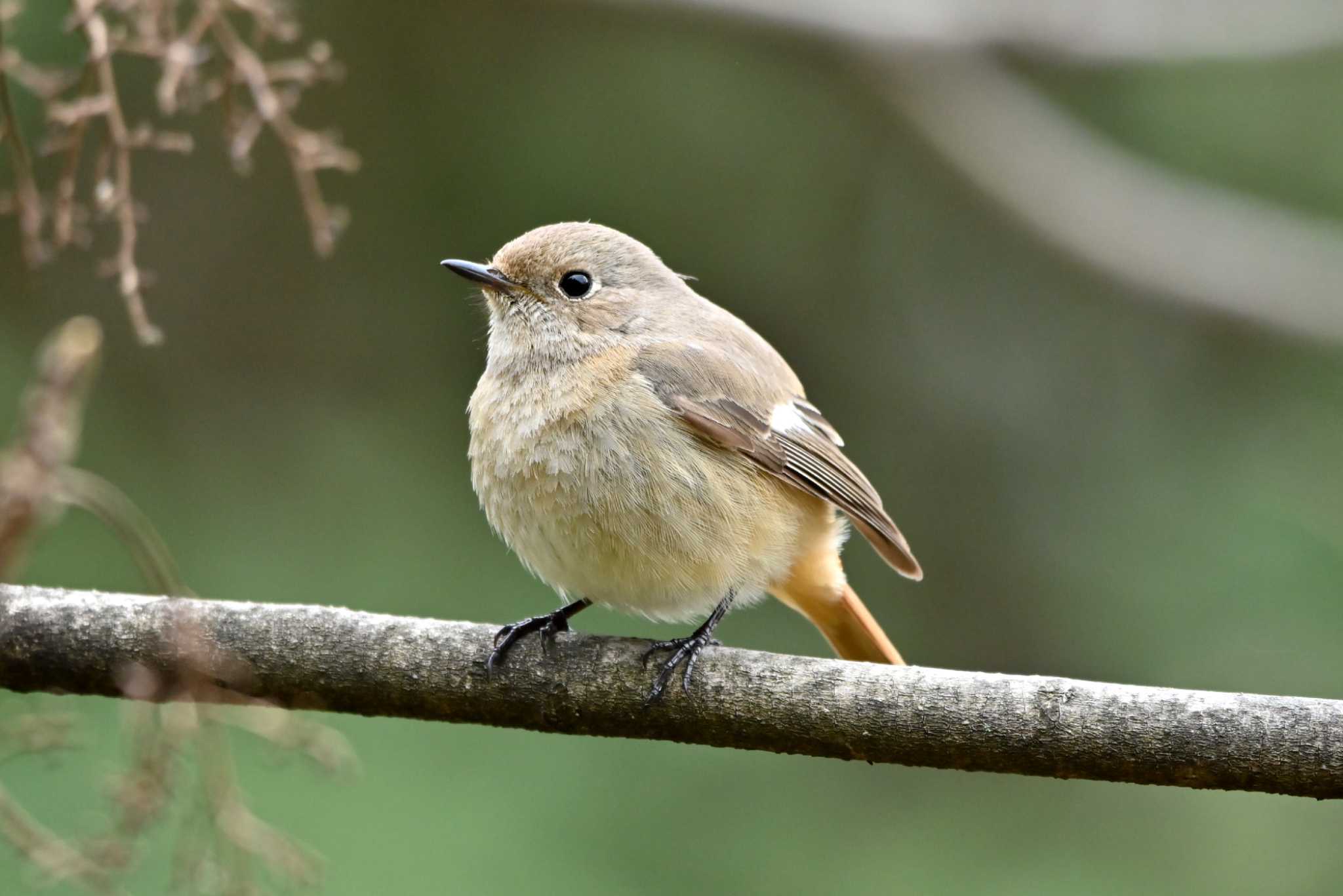 Photo of Daurian Redstart at 加木屋緑地 by ポッちゃんのパパ