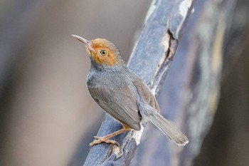 Ashy Tailorbird Sungei Buloh Wetland Reserve Sat, 3/20/2021