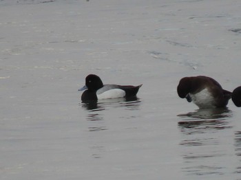 Sat, 3/20/2021 Birding report at Fujimae Tidal Flat