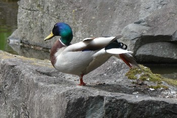 マガモ 北区立名主の滝公園 2021年3月20日(土)