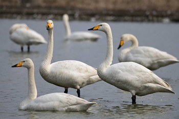 Whooper Swan 島根県 Sun, 2/7/2021