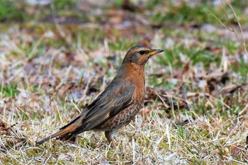 ハチジョウツグミ 神戸市立森林植物園 2021年3月20日(土)