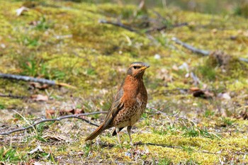 ハチジョウツグミ 神戸市立森林植物園 2021年3月20日(土)