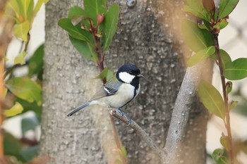 未同定 場所が不明 2021年3月13日(土)