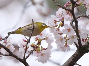 メジロ 稲荷山公園 2021年3月20日(土)