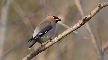 Bohemian Waxwing 東京都多摩地域 Wed, 2/24/2021