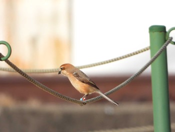 Bull-headed Shrike 野辺山 Thu, 3/11/2021