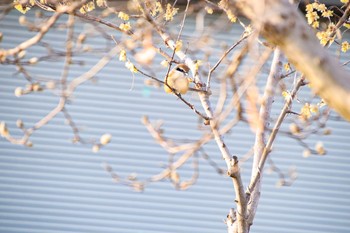 Bull-headed Shrike 城沼 Sat, 2/27/2021