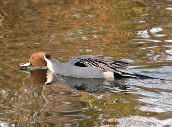 オナガガモ 見沼自然公園 2021年1月18日(月)