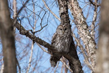 フクロウ 長野県 2017年2月4日(土)