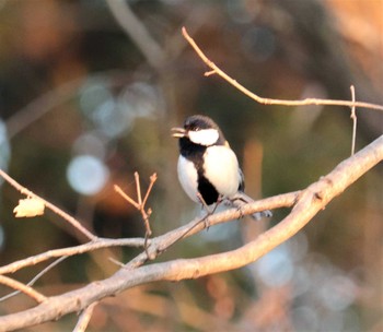 シジュウカラ 見沼自然公園 2021年1月18日(月)