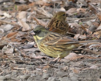 2021年1月18日(月) 見沼自然公園の野鳥観察記録