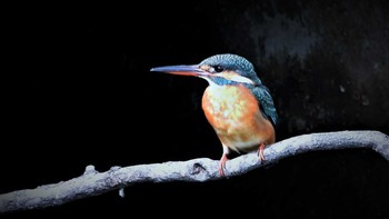 2021年3月7日(日) 大阪鶴見緑地の野鳥観察記録