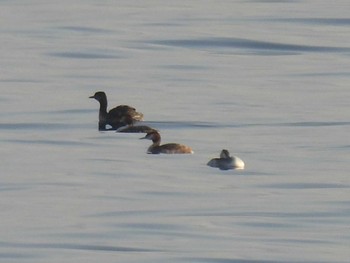 カンムリカイツブリ 野比海岸 2021年3月20日(土)