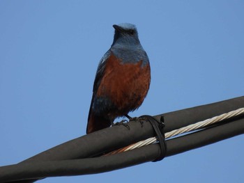 2021年3月20日(土) 野比海岸の野鳥観察記録