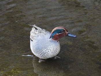 Eurasian Teal 野比海岸 Sat, 3/20/2021