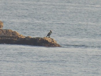 ウミウ 野比海岸 2021年3月20日(土)