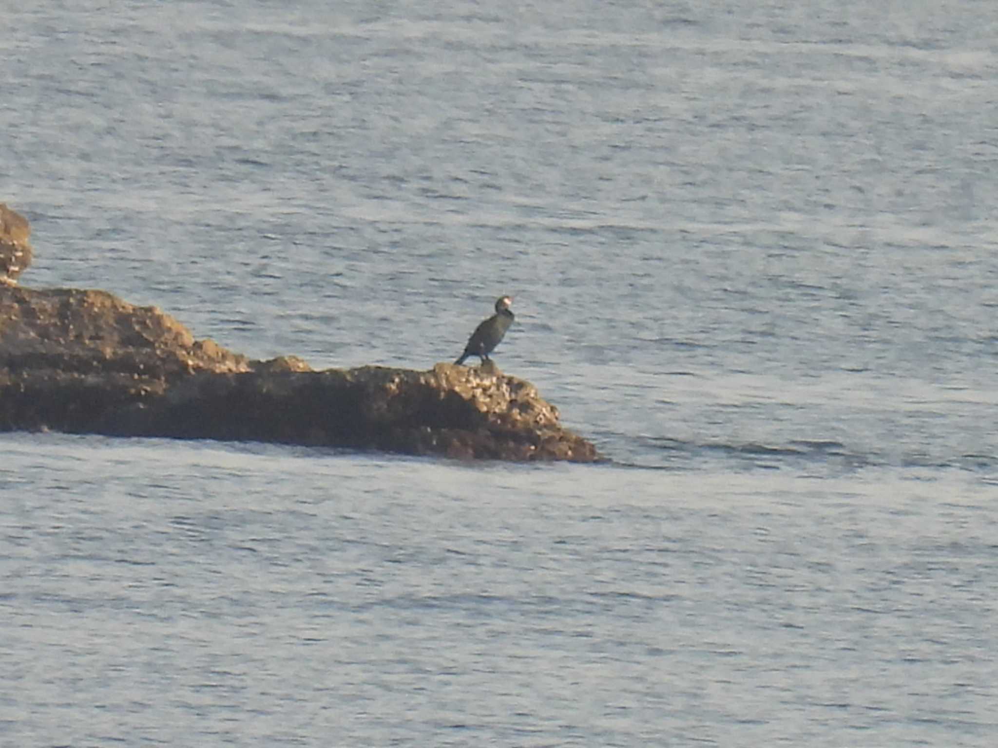 Japanese Cormorant