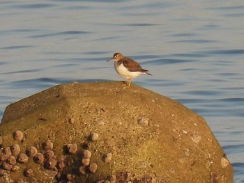 Common Sandpiper 野比海岸 Sat, 3/20/2021