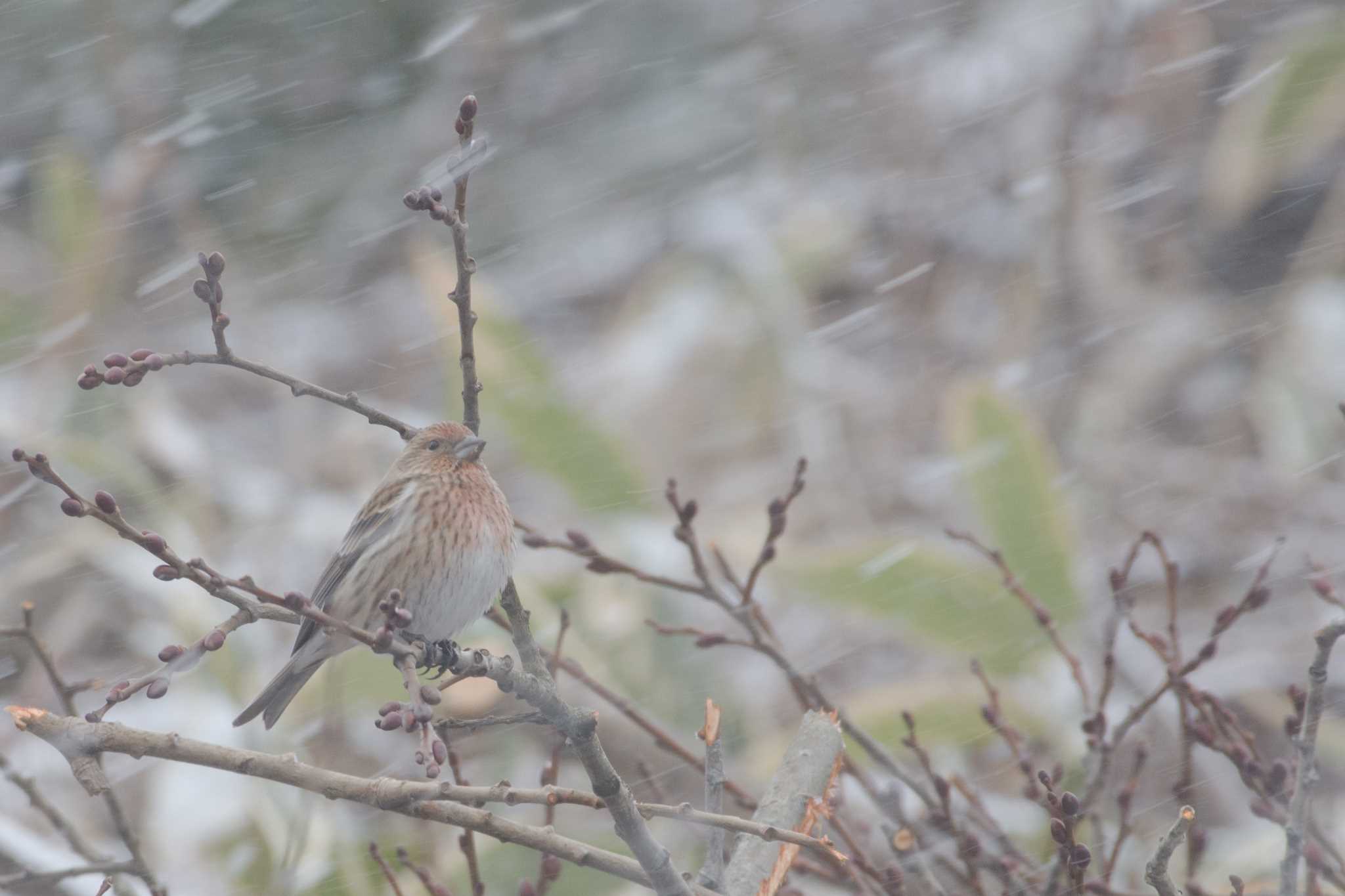 Photo of Pallas's Rosefinch at 長野県 by 倶利伽羅