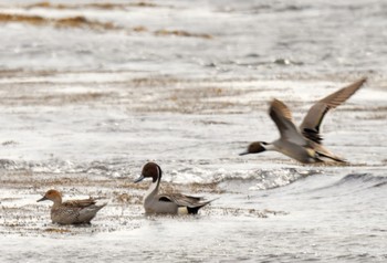 Northern Pintail Unknown Spots Fri, 3/20/2020